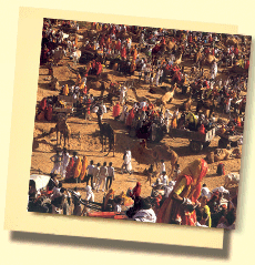 Pushkar Fest in Rajasthan !
