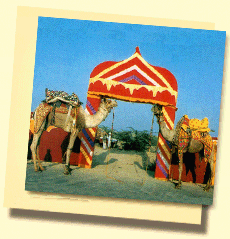 Das Haupttour unserer Zeltanlage in Jaisalmer, Rajasthan !