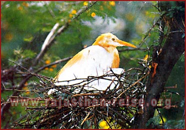 Bird in the nest, Bharatpur Rajasthan