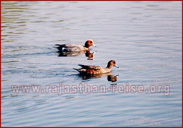 Birds in Bharatpur National Park, Rajasthan