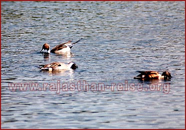 Birds in Bharatpur National Park, Rajasthan