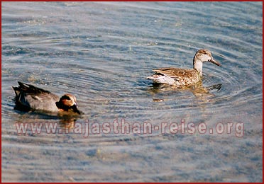 Birds in Bharatpur National Park, Rajasthan