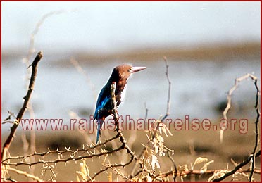 Birds in Bharatpur National Park, Rajasthan