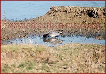 Birds in Bharatpur National Park, Rajasthan