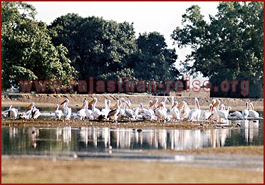 Birds in Bharatpur National Park, Rajasthan