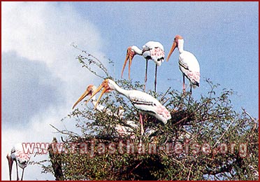 Birds in Bharatpur National Park, Rajasthan