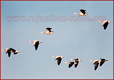 Birds in Bharatpur National Park, Rajasthan