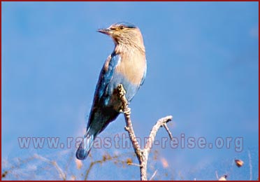 Blue Jay