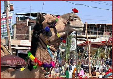 Camel in Pushkar Fair, Rajasthan