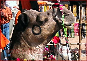 Camel in Pushkar Fair, Rajasthan