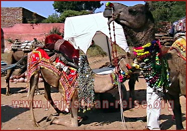 Camels in Pushkar Fair, Rajasthan