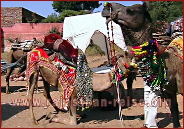 Camels in Rajasthan