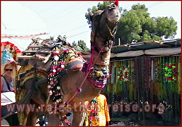 Camel in Pushkar Fair, Rajasthan