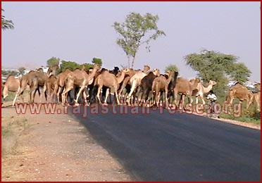 Camels in Pushkar Fair, Rajasthan