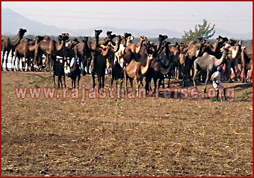 Camels in Rajasthan