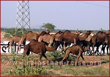 Camels in Pushkar Fair , Rajasthan