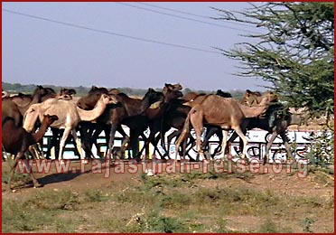 Camels in Rajasthan