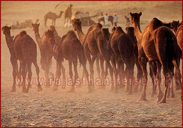 camel Breading farm, Rajasthan