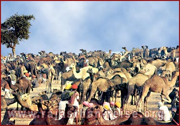 Camel fair-Pushkar,  Rajasthan
