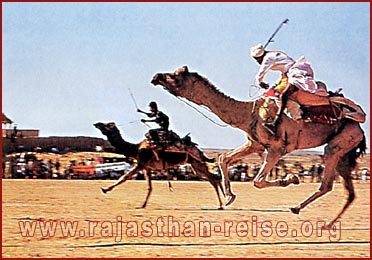 Camel Race in Rajasthan