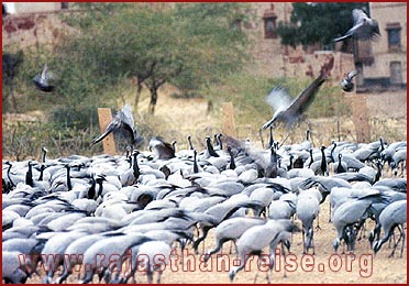 Cranes peck for food