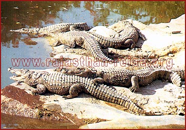 Crocodiles