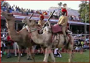 Camels in Festival, Jaipur, Rajasthan