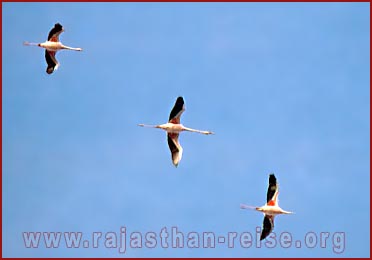 Flamingos