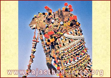 A fully caparisoned camel at Jaisalmer, Rajasthan