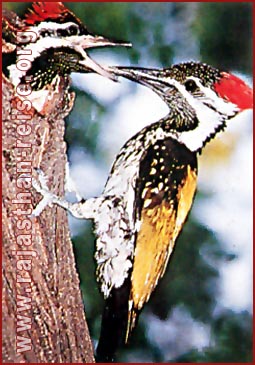 Golden backed Woodpecker