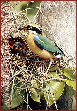 In the Nest