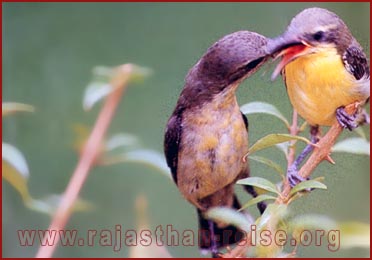 Purple Sunbird