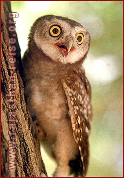 Spotted Owl