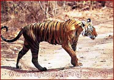 Tiger in Jungle Rajasthan