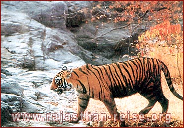 Tiger in sariska