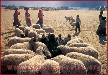 Village Life of Rajasthan