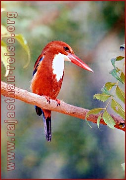 White Breasted Kingfisher