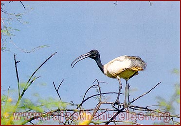 White Ibis