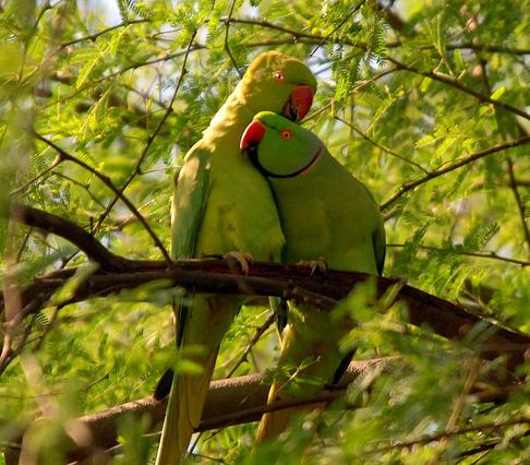 Bharatpur-Bird-Sentury