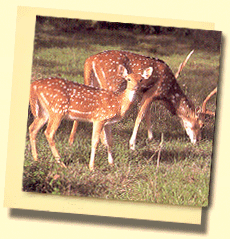 Hirshe, Reh im Sariska National Park, Rajasthan