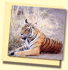 Bebachten Sie Tiger während einer Jungle Safari in Rajasthan !
