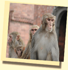 Die Affen in Rajasthan gelten als Inkarnationen von Gott Hanumans 